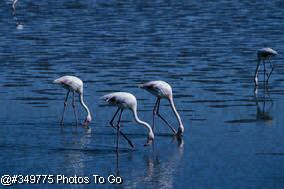 Greater Flamingo